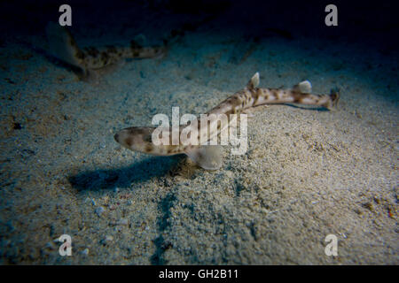 Piccolo-spotted gattucci, Scyliorhinus canicula, dal Mar Mediterraneo. Questa foto è stata scattata a Malta. Foto Stock