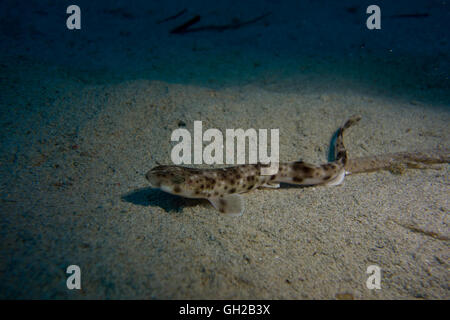 Piccolo-spotted gattucci, Scyliorhinus canicula, dal Mar Mediterraneo. Questa foto è stata scattata a Malta. Foto Stock