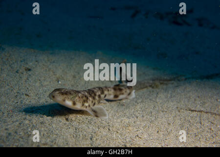 Piccolo-spotted gattucci, Scyliorhinus canicula, dal Mar Mediterraneo. Questa foto è stata scattata a Malta. Foto Stock