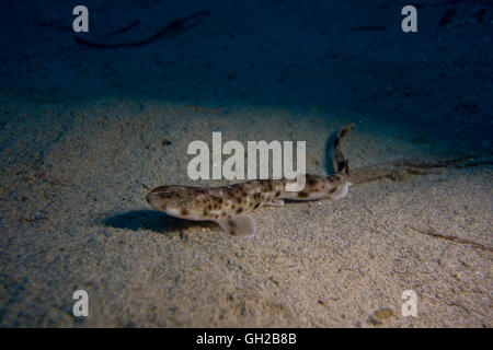 Piccolo-spotted gattucci, Scyliorhinus canicula, dal Mar Mediterraneo. Questa foto è stata scattata a Malta. Foto Stock