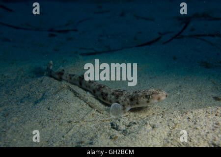 Piccolo-spotted gattucci, Scyliorhinus canicula, dal Mar Mediterraneo. Questa foto è stata scattata a Malta. Foto Stock