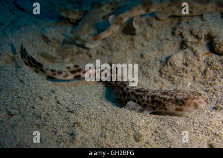 Piccolo-spotted gattucci, Scyliorhinus canicula, dal Mar Mediterraneo. Questa foto è stata scattata a Malta. Foto Stock