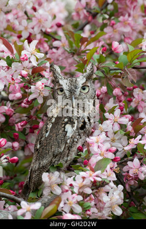 Eastern or Common Screech Owl (Megascops asio), fase grigia, seduta in fiore albero di mele, Stati Uniti orientali, di Skip Moody/Dembinsky Photo Assoc Foto Stock