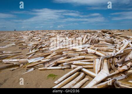 Guscio di rasoio, Ensis arcuatus, relitto dei gusci vuoti sulla spiaggia sabbiosa, Norfolk, Inghilterra, Luglio. Foto Stock