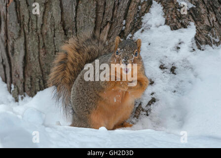 Eastern Fox Squirrel Sciurus niger recuperando e mangiare i dadi memorizzati dalla cache alimentare Nord America orientale Foto Stock