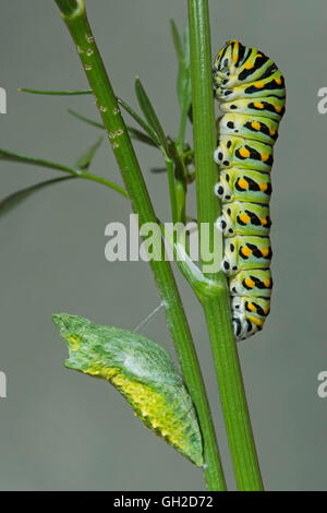E Nero a coda di rondine (Farfalla Papilio polyxenes) Caterpillar e presto Pupa (crisalide) stadi, Nord America Orientale (c Foto Stock