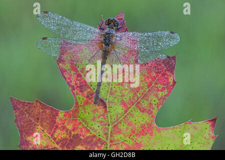 Dewy Meadowhawk Skimmer (specie di Sympetrum) su foglia di quercia (Quercus), Stati Uniti d'America orientale, di Skip Moody/Dembinsky Photo Assoc Foto Stock