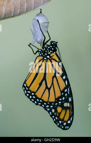 Farfalla monarca Danaus plexippus adulto appena emerso dal crisalide & essiccazione USA orientale Foto Stock