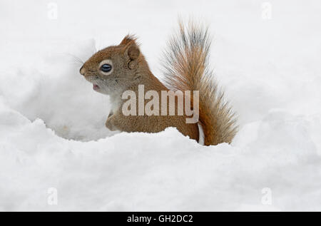 Eastern scoiattolo rosso a caccia di cibo (Tamiasciurus o Sciurus hudsonicus), inverno, e l'America del Nord Foto Stock