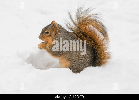 Eastern Fox Squirrel Sciurus niger recuperare e mangiare noci immagazzinate da cibo cache e NA, da Skip Moody/Dembinsky Photo Assoc Foto Stock