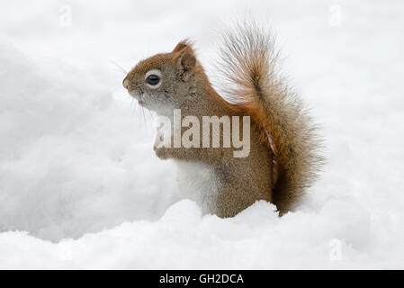 Red Squirrel (Tamiasciurus o Sciurus hudsonicus) in cerca di cibo nella neve fresca, Stati Uniti d'America dell'Est, di Skip Moody/Dembinsky Photo Assoc Foto Stock