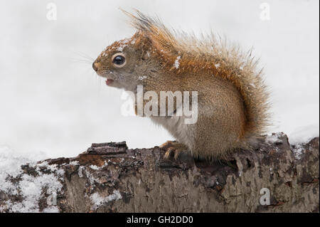 Eastern scoiattolo rosso a caccia di cibo (Tamiasciurus o Sciurus hudsonicus), inverno, e l'America del Nord Foto Stock