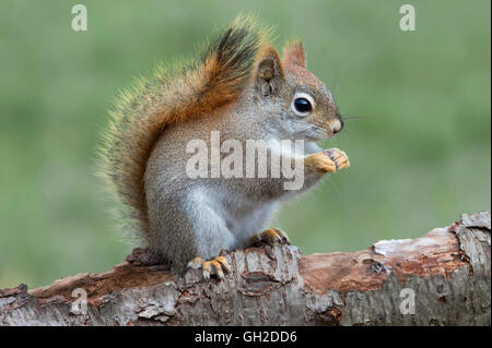 Eastern scoiattolo rosso di mangiare i dadi (Tamiasciurus o Sciurus hudsonicus), all'inizio della primavera, e l'America del Nord Foto Stock