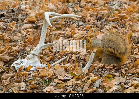 Eastern Fox Squirrel (Sciurus niger) sul fondo della foresta, e White-tailed Deer antlers, Autumn, e NA, di Skip Moody/Dembinsky Photo Assoc Foto Stock