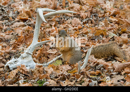 Fox orientale scoiattolo (Sciurus niger) sul suolo della foresta e White-Tailed Deer palchi e il cranio, autunno, e l'America del Nord Foto Stock