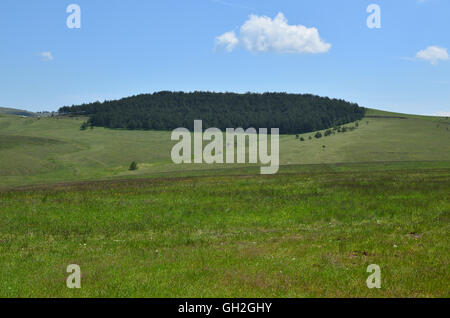 Paesaggio di prati e piccolo bosco di conifere sulla sommità di una collina sulla montagna di Zlatibor in Serbia Foto Stock
