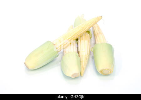 Bambino frutto di mais (noto anche come giovani mais, mini mais, cornlettes, candela mais Zea mays L, Gramineae) raggruppati e isolate su wh Foto Stock