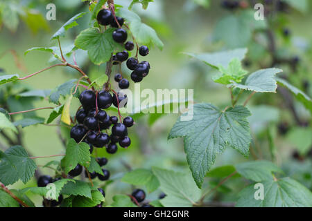 Mature ribes neri appesi da bush pronto per il raccolto Foto Stock