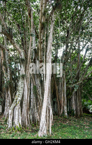 Banyan Tree growes in Cuba tropicale Foto Stock