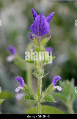 Clary annuale o Red-Topped Salvia - Salvia viridis Mediterraneo fiore selvatico Foto Stock