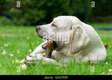 Carino dolce labrador cucciolo di cane sdraiati su un prato verde e masticare su un ramo stick Foto Stock