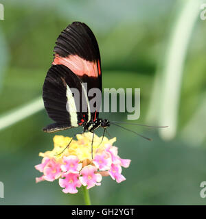 Red portalettere butterfly a riposo (Heliconius erato cyrbia, noto anche come il Crimson-patchato longwing, il piccolo postino o il rosso Foto Stock