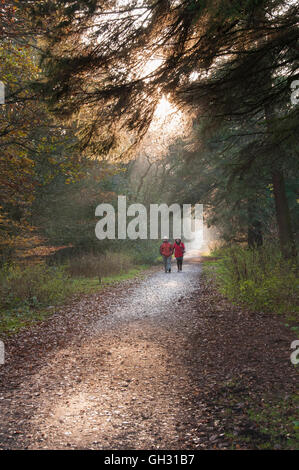 Raggi di luce del sole di autunno cadono attraverso gli alberi come un giovane a piedi lungo una pista di bosco - Harrogate, North Yorkshire, Inghilterra. Foto Stock