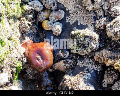 La fauna e la flora marine su una roccia esposta a bassa marea che mostra cirripedi, rosso Beadlet anemone e periwinkles Foto Stock