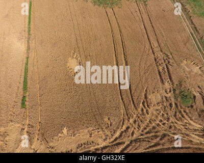 Campo di grano, una vista dall'alto. Foto Shooting quadrocopters campo di colture mature. Foto Stock