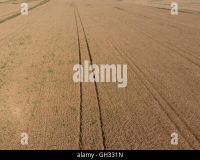 Campo di grano, una vista dall'alto. Foto Shooting quadrocopters campo di colture mature. Foto Stock