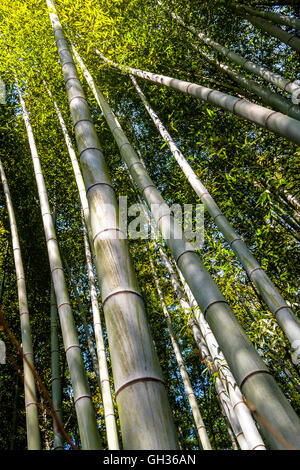 La splendida foresta di bambù di Arashiyama, Kyoto Foto Stock