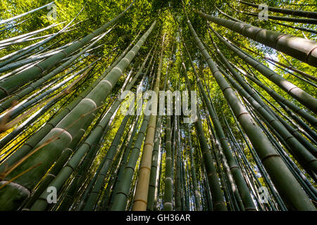 La splendida foresta di bambù di Arashiyama, Kyoto Foto Stock