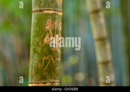 La splendida foresta di bambù di Arashiyama, Kyoto Foto Stock