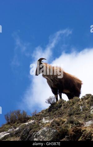 Maschio adulto Himalayan tahr, Hemitragus jemlahicus, vicino a Tengboche, Parco Nazionale di Sagarmatha, Distretto Solukhumbu Nepal Asia Foto Stock