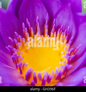 Un primo piano di macro-shot di una vibrante viola lily che fiorisce in un stagno. Foto Stock