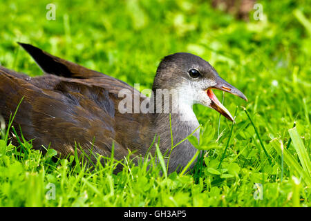 I capretti (Moorhen Gallinula chloropus) Foto Stock