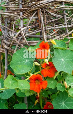 Nasturtiums il rimescolamento di un telaio di vimini, Norfolk, Inghilterra, Luglio. Foto Stock