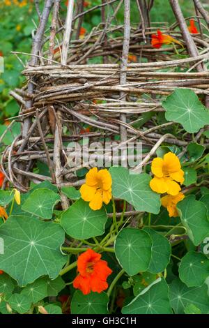 Nasturtiums il rimescolamento di un telaio di vimini, Norfolk, Inghilterra, Luglio. Foto Stock