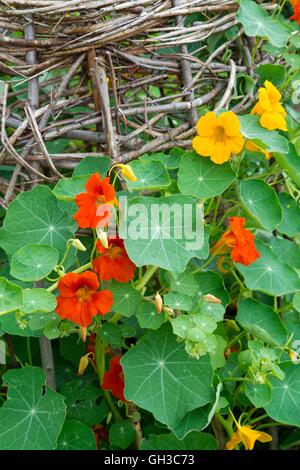 Nasturtiums il rimescolamento di un telaio di vimini, Norfolk, Inghilterra, Luglio. Foto Stock