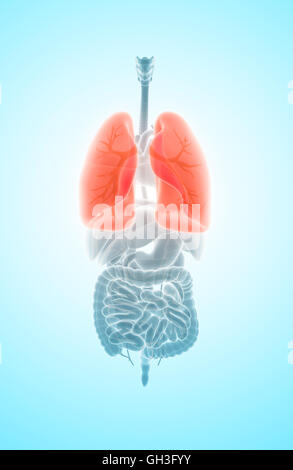 3D illustrazione dei polmoni - parte di organico umano. Foto Stock