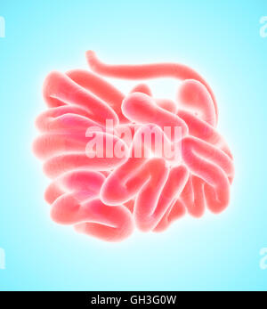 3D illustrazione del piccolo intestino, parte del sistema digestivo. Foto Stock