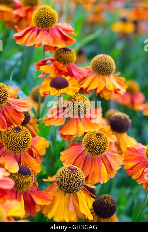 Helenium 'Sahin presto Flowerer', Norfolk, Inghilterra, Agosto. Foto Stock