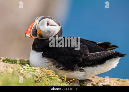 Atlantic puffin (Fratercula arctica) Foto Stock