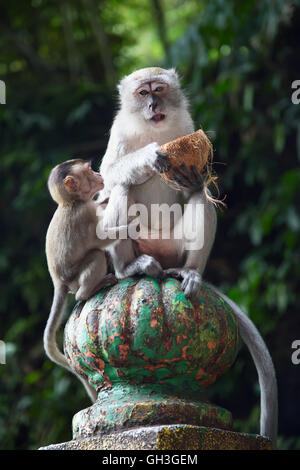 Monkey in famose Grotte Batu santuario vicino a Kuala Lumpur in Malesia Foto Stock