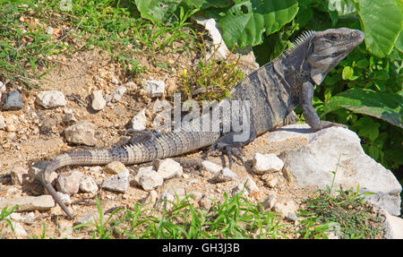 Iguana sulle rocce vicino le rovine di Tulum in Messico Foto Stock