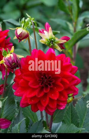 Dahlia " Mille e Una Notte", Norfolk, Inghilterra, Agosto. Foto Stock