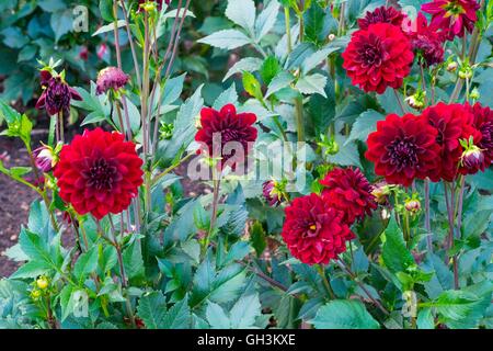 Dahlia " Mille e Una Notte", Norfolk, Inghilterra, Agosto. Foto Stock