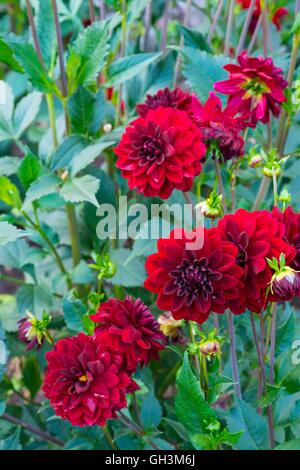 Dahlia " Mille e Una Notte", Norfolk, Inghilterra, Agosto. Foto Stock