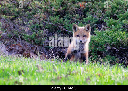 Vicino la vista frontale di una levatura Red Fox Pup, Hunterdon County, New Jersey Foto Stock