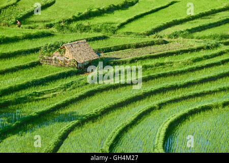 Terrazze di riso Campo, Bali, Indonesia Foto Stock